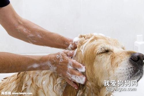 如何正确给你的爱犬洗澡？