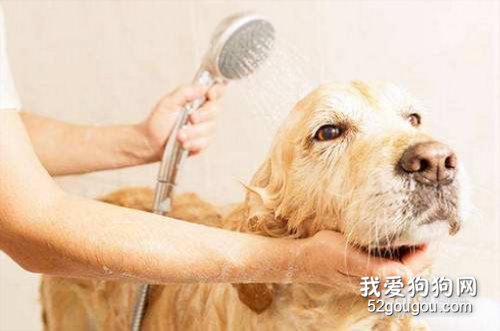 如何正确给你的爱犬洗澡？