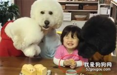 3只大狗圍著小女孩，結果主人笑翻了，狗：誰還不是寶寶？