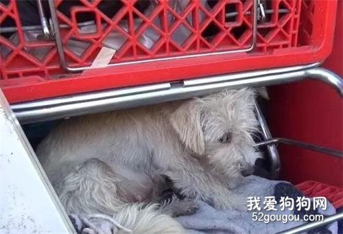 流浪狗為了孩子躲在垃圾場，幸遇一位好老板，不僅喂食還找人救它