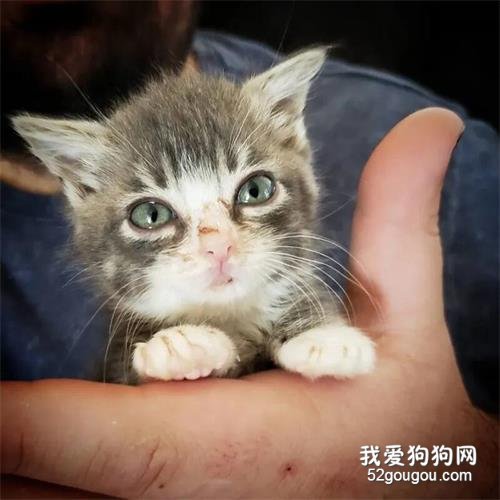 侏儒小貓長相奇特，被細心照養后，沒想它居然這么可愛！