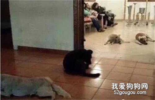 墨西哥一婦女火化，結果圍上來一群流浪狗···