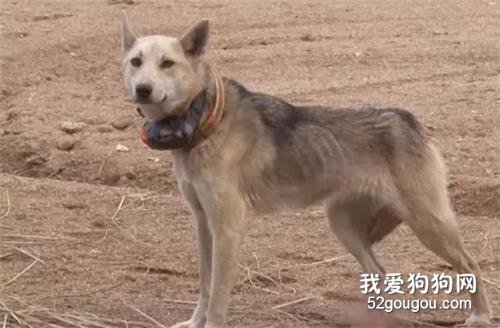 主人怕惹麻煩便將狗狗遺棄，狗狗卻尋找主人2年，孩子也沒能保住