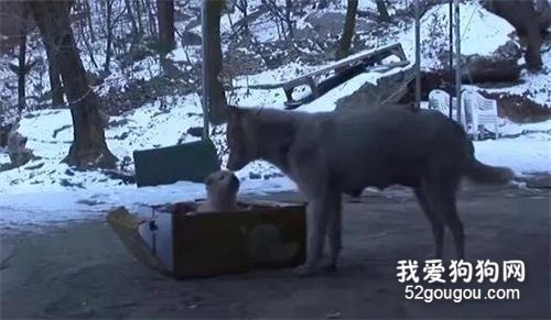 流浪狗無法養活過多的小狗，它將小狗送給女子，每天還偷偷去看望