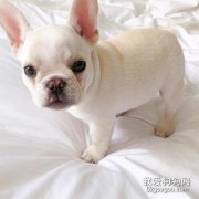 法斗幼狗腿瘸是缺鈣嗎?