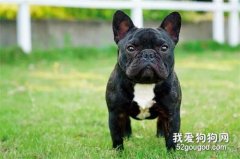法斗掉毛比較嚴重怎么辦？