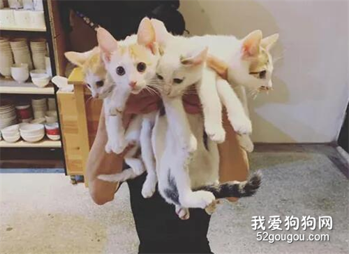 男子表示，前陣子他拿了這束貓花跟老婆求婚，結果她就答應了！