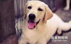 狗狗過敏的原因及治療方法