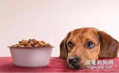 狗狗突然不吃狗糧了的5個原因
