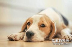 狗狗為什么會吞食異物?狗狗吞食異物怎么辦?