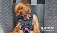 狗狗暈車的癥狀以及原因