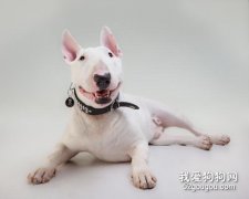牛頭梗胃口差，牛頭梗吃啥能健脾開胃？