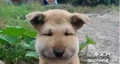狗狗外出玩耍時，被蜂蟄了之后怎么辦呢?