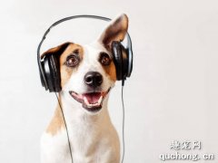 給狗狗聽音樂的好處有哪些？