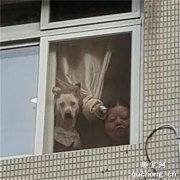 再可愛的狗子，終歸都逃不過鏟屎官的詭異鏡頭！