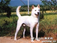 韩国金刀犬价格、智商及饲养方法