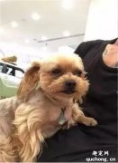 這狗實在太花心，一見美女就飛奔而去，將爸爸拋之腦后…