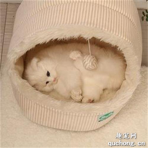 怎么训练猫咪在窝里睡觉 训练猫咪宠物窝睡觉方法
