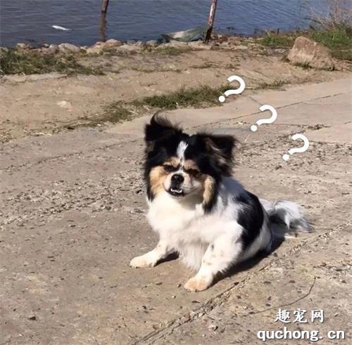 狗子小時候和長大對比圖，看到最后一張笑尿了！