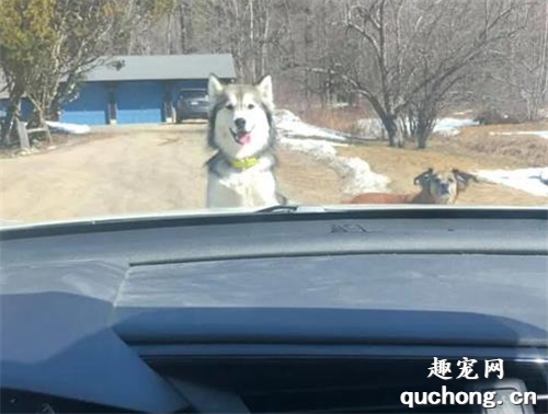 二哈帶小弟攔路搶劫，最后竟跳上車蓋瞪視車主：肉呢！