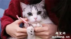 怎么给猫咪修剪指甲？