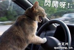 貓咪暈車怎么辦 假期出行貓咪暈車解決辦法
