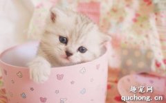 茶杯貓多少錢一只 茶杯貓價格介紹