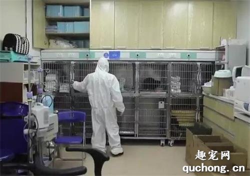 它們的遺體被冰凍，只為能讓主人再看上一眼！
