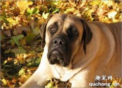 馬士提夫犬養護訓練攻略