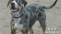 卡他豪拉豹犬特征價格及飼養方法