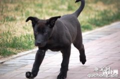 卡德卑斯太爾犬特征價格及飼養方法