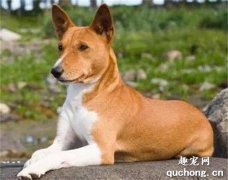 巴辛吉犬體態特征和價格及飼養方法