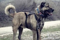 土耳其坎高犬特征价格及饲养方法