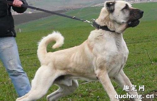 土耳其坎高犬特征价格及饲养方法