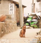 給狗起這個名字，主人被抓拘留了10天！