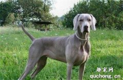 威瑪獵犬怎么養?威瑪獵犬智商排名