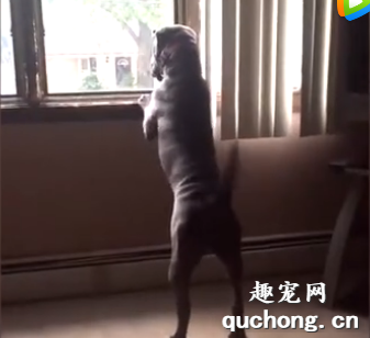對狗狗來說，主人的每次回家，都不亞于任何一個盛大的節日！