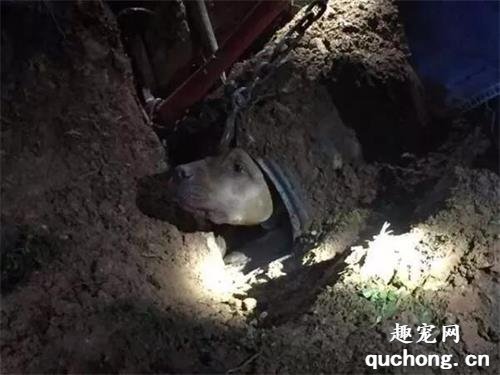 狗狗為了抓“盜賊”，被困30米深管子里，被救助時還能表現出淡定