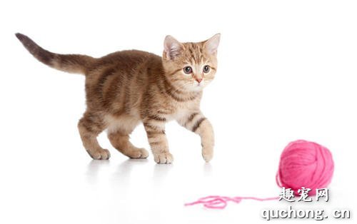 猫为什么喜欢玩自己的毛球?