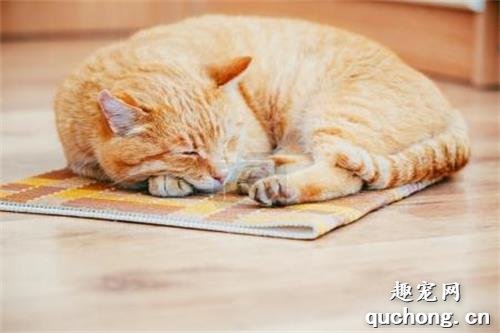 小奶猫为什么会喜欢缩成一团睡觉?