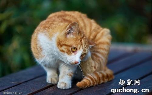 橘猫为什么特别爱掉毛?