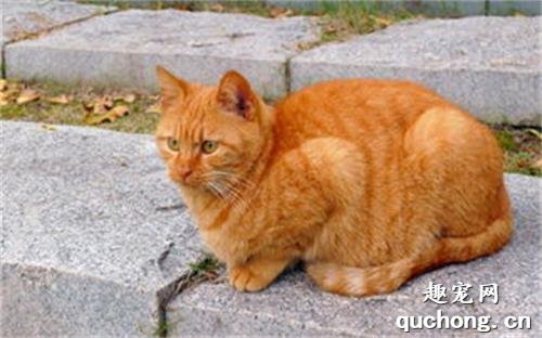 橘猫为什么特别爱掉毛?