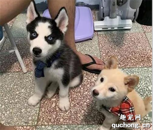 柴犬把二哈當墊子一屁股坐在地上，網友一看笑噴了：這不科學！