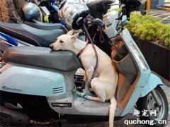 狗子幫主人看車表情超哀怨，2年后網友又遇見它，姿勢笑噴了！