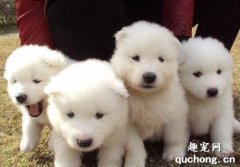薩摩耶幼犬喂食標準