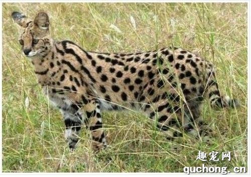 热带草原猫有什么特征?