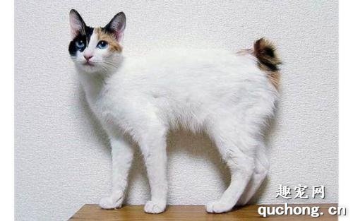日本短尾猫怎么挑选 日本招财猫选购