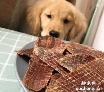 如何給狗狗選擇零食呢