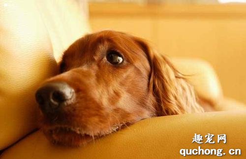 狗狗肠胃炎吃什么药？狗狗翻肠子的症状表现