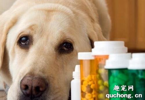 狗狗感冒了吃什么药？狗狗感冒常用药